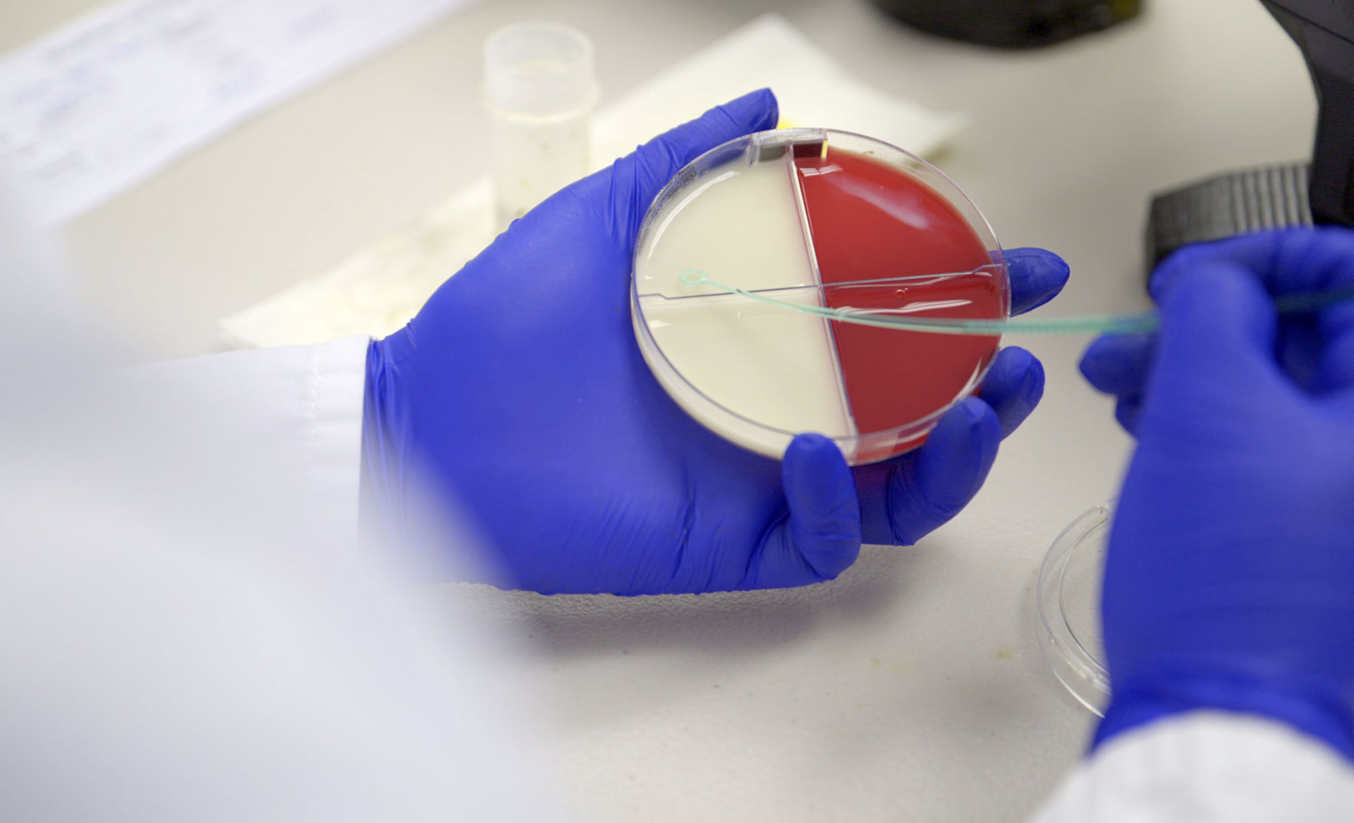 On-farm mastitis testing