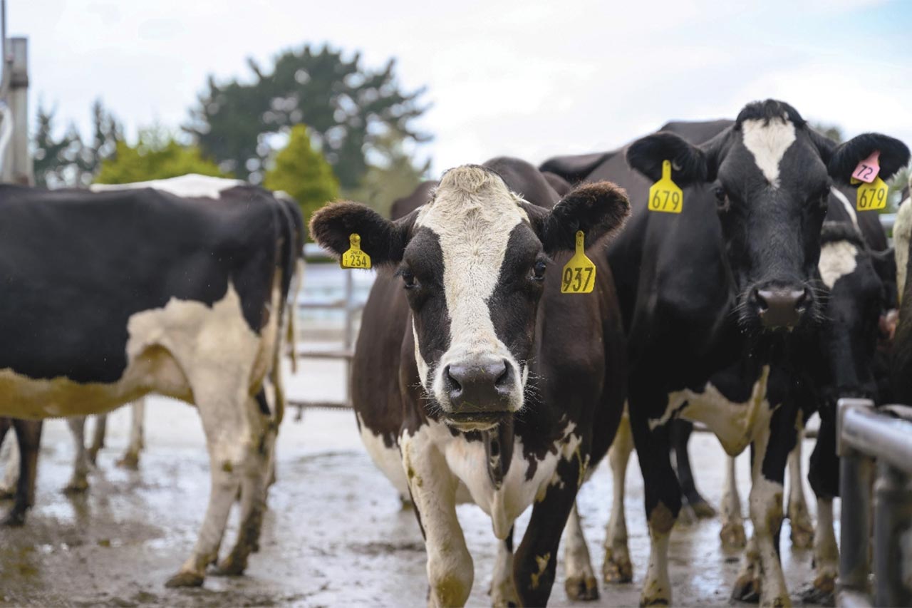 New Zealand dairy herd looking down the camera in the milking race