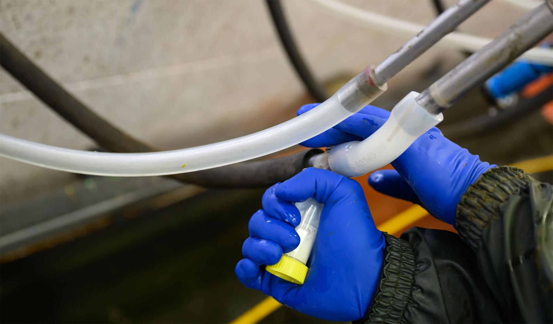 Milking shed performance testing