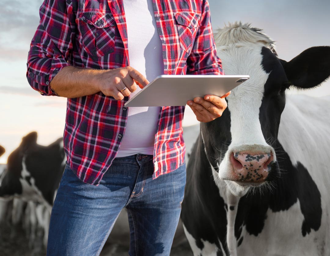 Individual cow testing